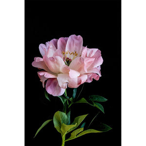 Just South West - A4 Peony Bloom II
